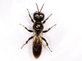 Crossocerus megacephalus